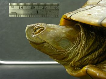 Media type: image; Herpetology R-38385